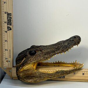 Real Alligator Head Taxidermy Gator Skull Open Mouth Display 8 Inches Gold